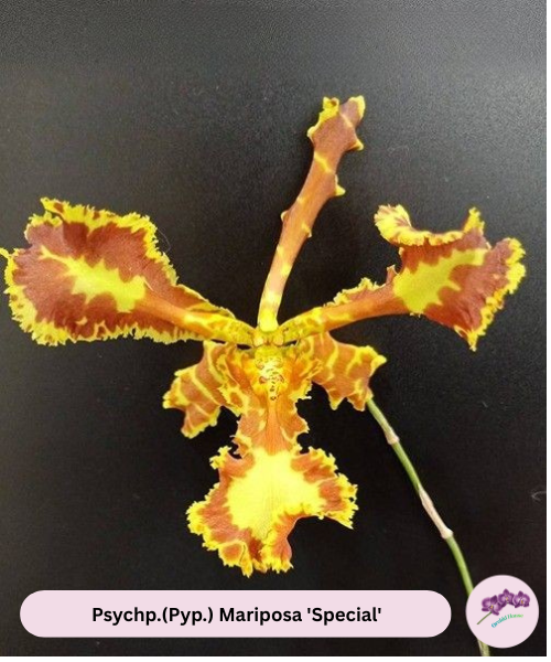 Psycho.(Pyp.) Mariposa 'Special'