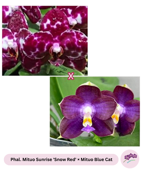 Phal. Mituo Sunrise 'Snow Red' × Mituo Blue Cat