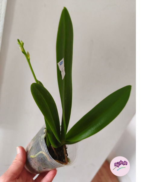 Phal. Summer Rose 'Blue Star' (peloric)