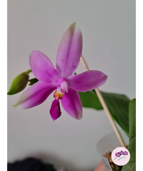 Phal. bellina var. blue x tetraspis var. coffee