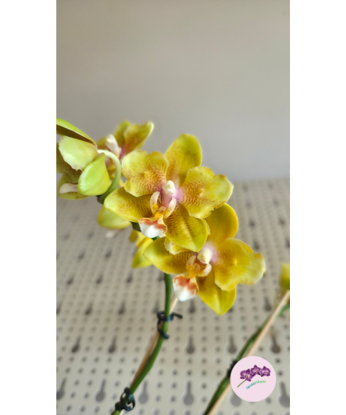 Phal. Yellow Wave '532' (peloric)