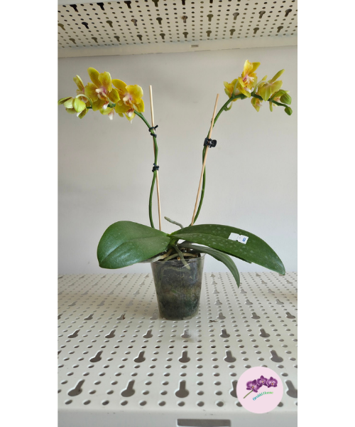 Phal. Yellow Wave '532' (peloric)