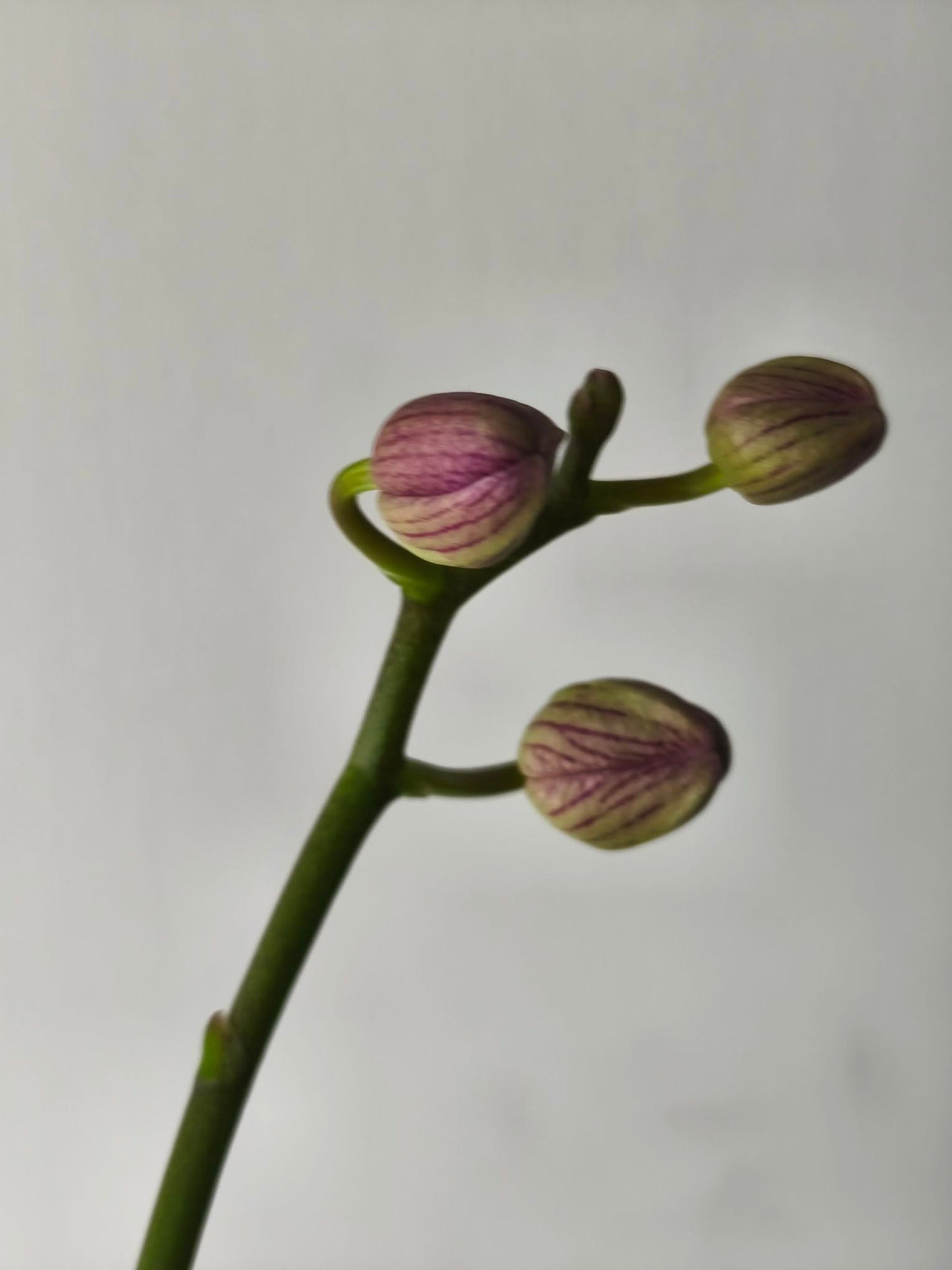 Phal. Sun Jye Diamond (variegata)