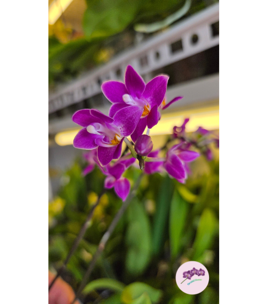 Phal. equestris 'Red'