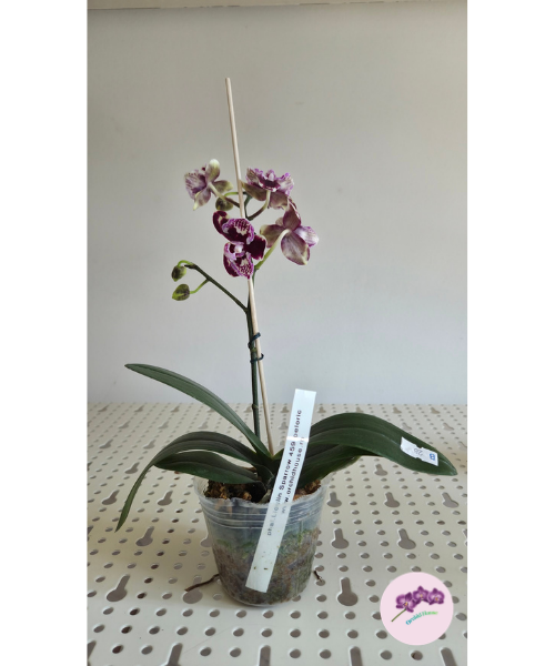 Phal. Lioulin Sparrow '459' (peloric)