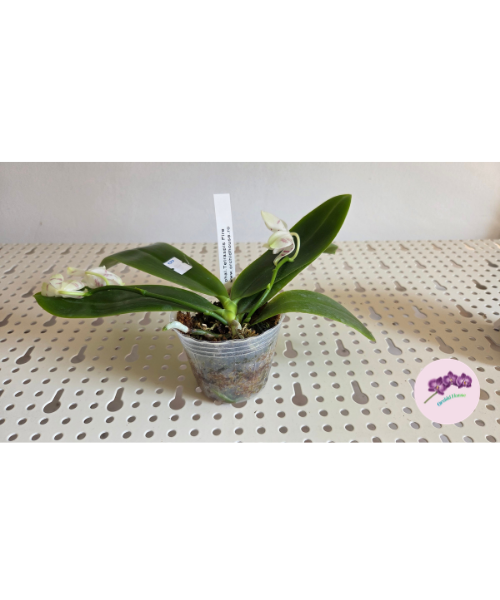 Phal. tetraspis 'Fire'
