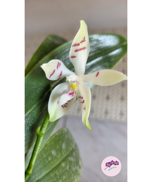 Phal. tetraspis 'Fire'
