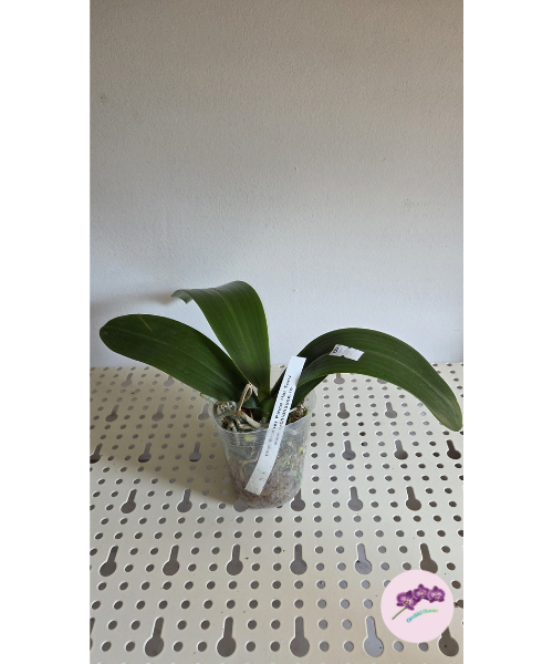 Phal. Brother Prince 'Hai Tony'