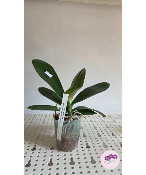 Phal. Little Emperor '3094' (peloric - 2 eyes)