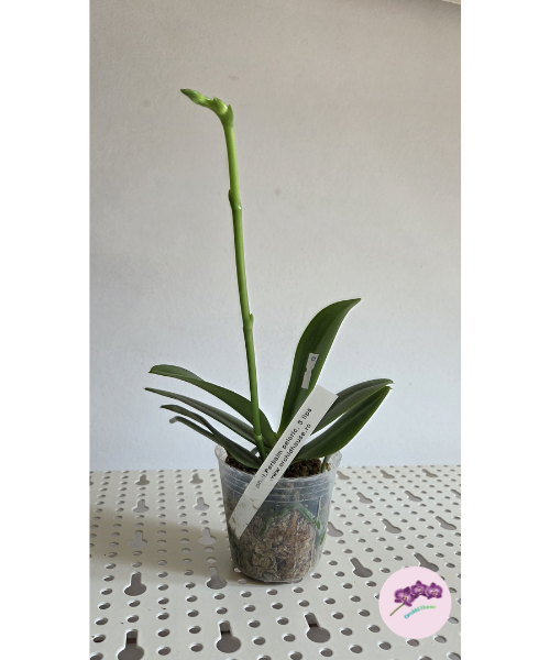 Phal. Yaphon Perbalm (peloric - 3 lips)