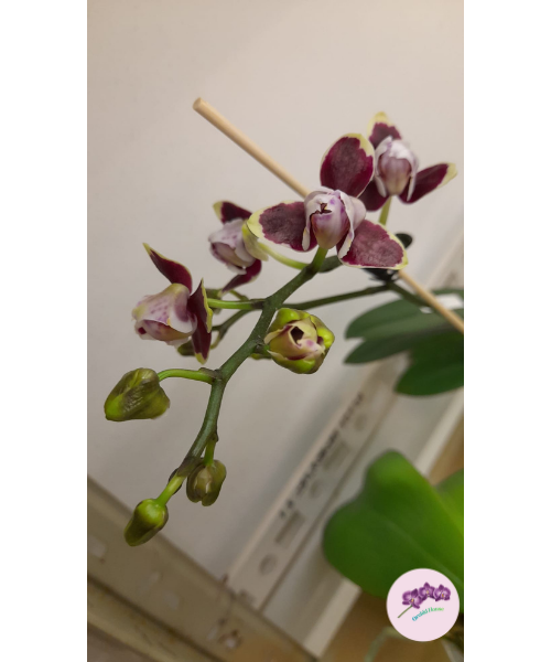 Phal. Lioulin Sparrow '459' (peloric)