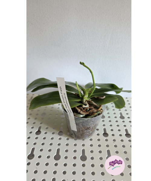 Phal. Miki Rose Vincent 'Fresh'