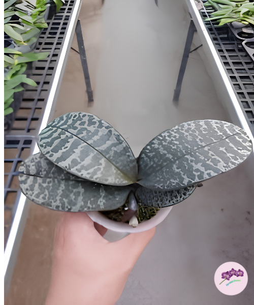 Phal. schilleriana 'TKB'