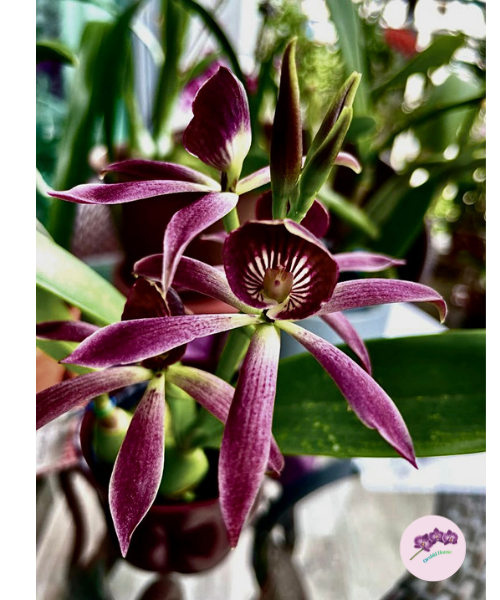 Grc. (Guarechea) Black Comet 'Indigo Blue'