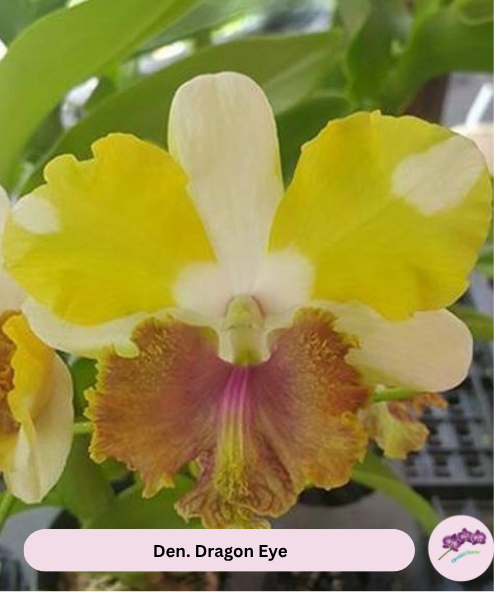 Den. Dragon Eye