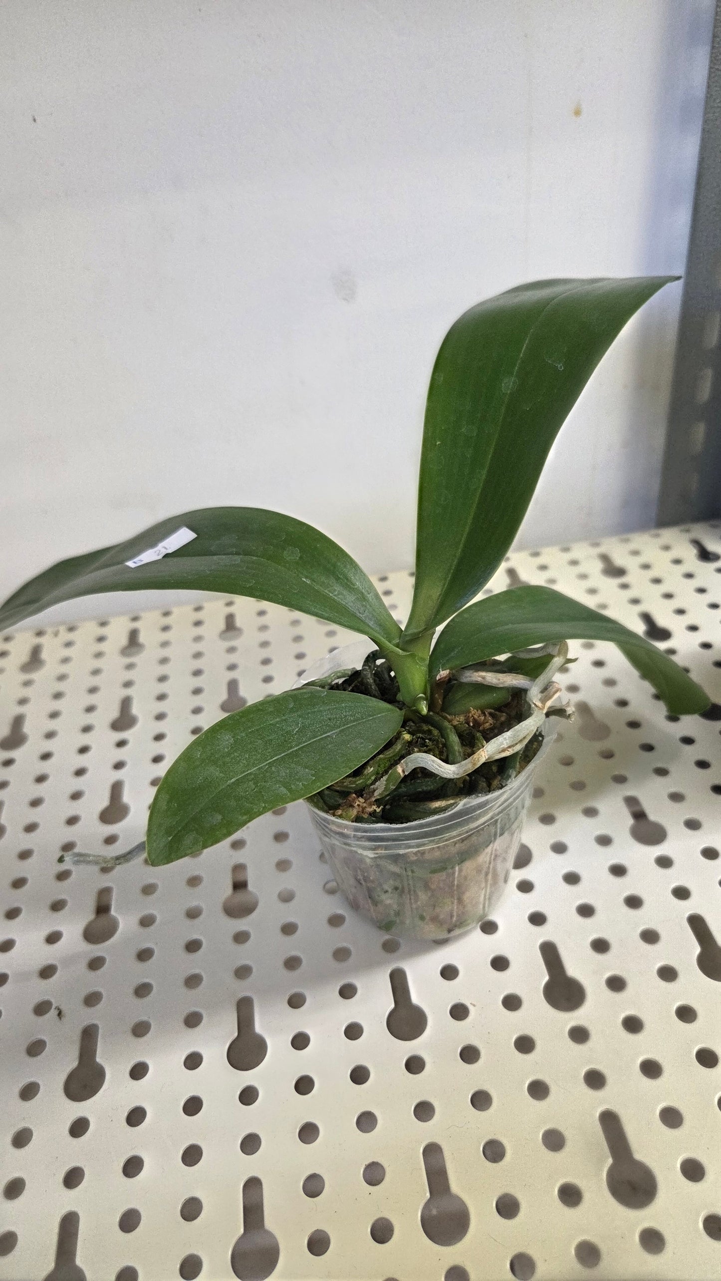 Phal. New Wave