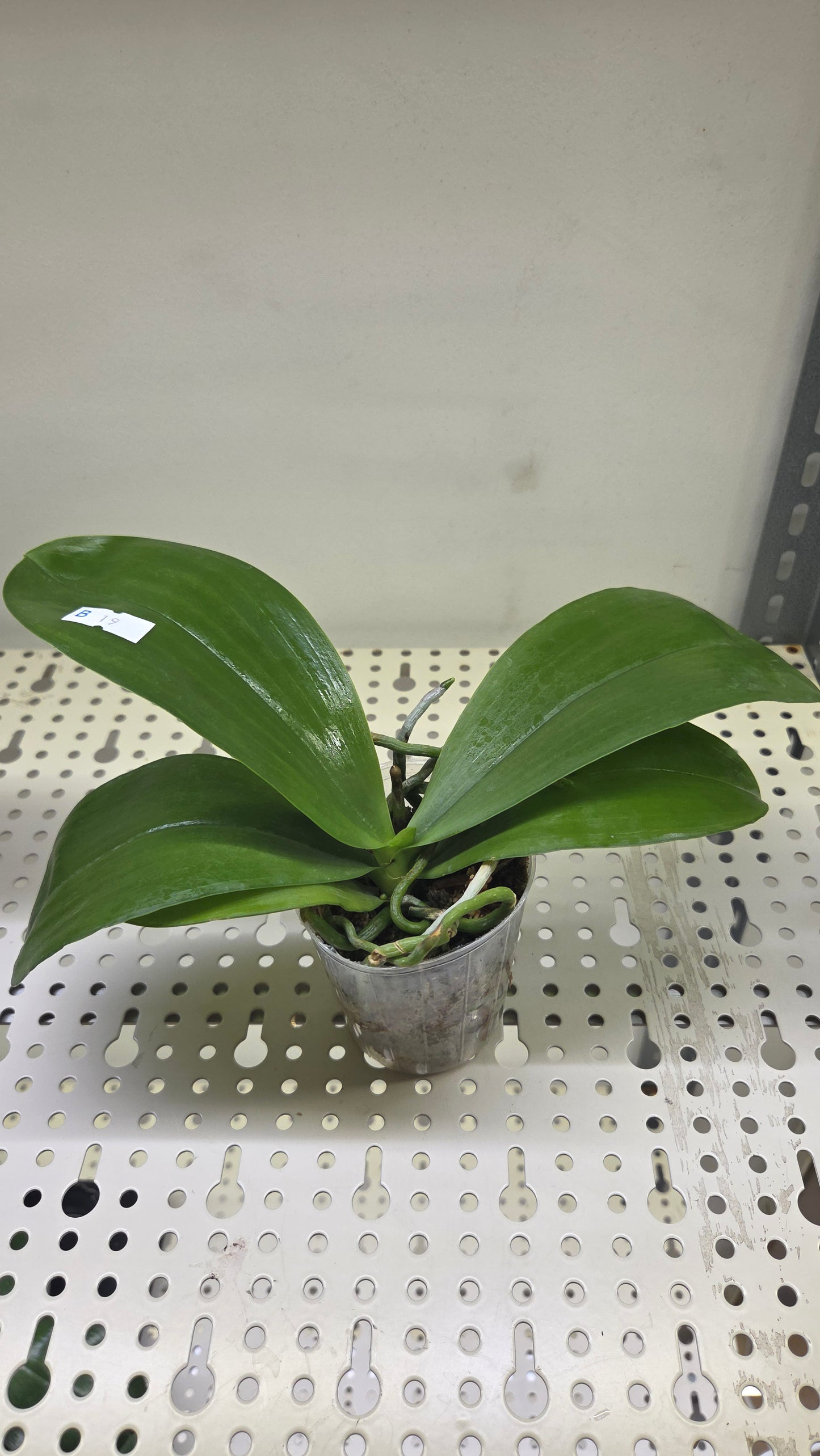 Phal. Jong's Ambotrana Cherry '909'