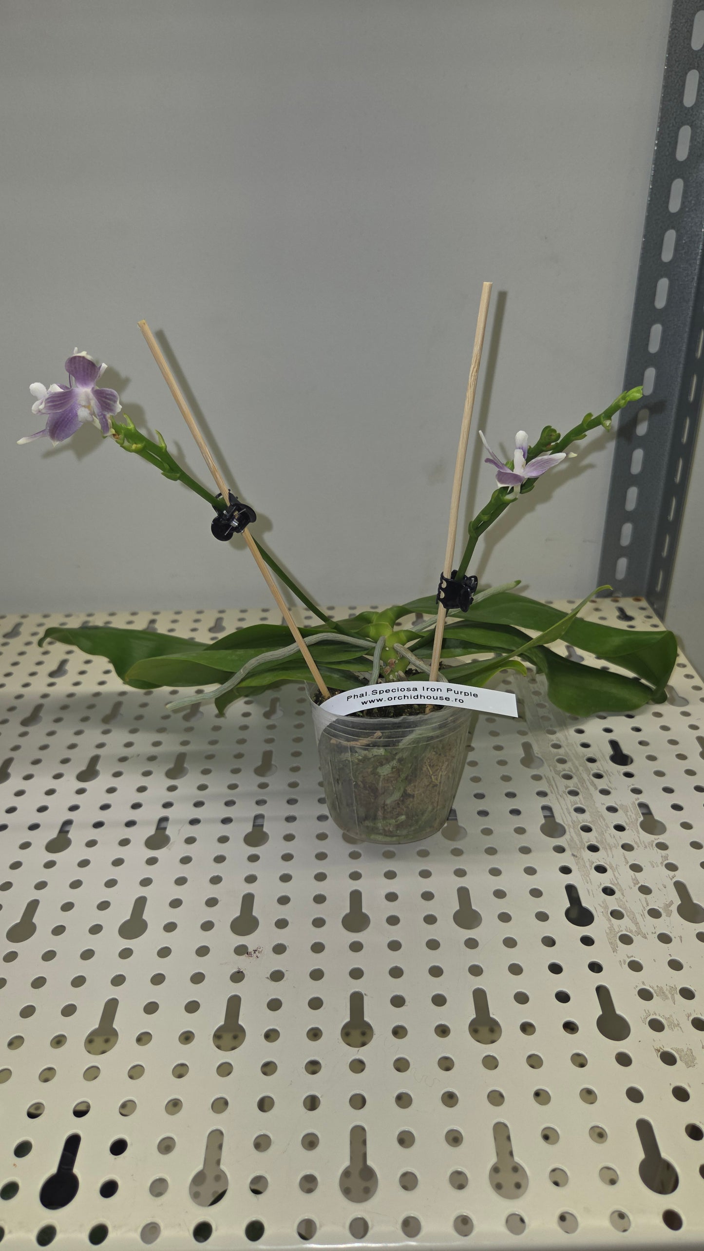 Phal. speciosa 'Iron Purple'