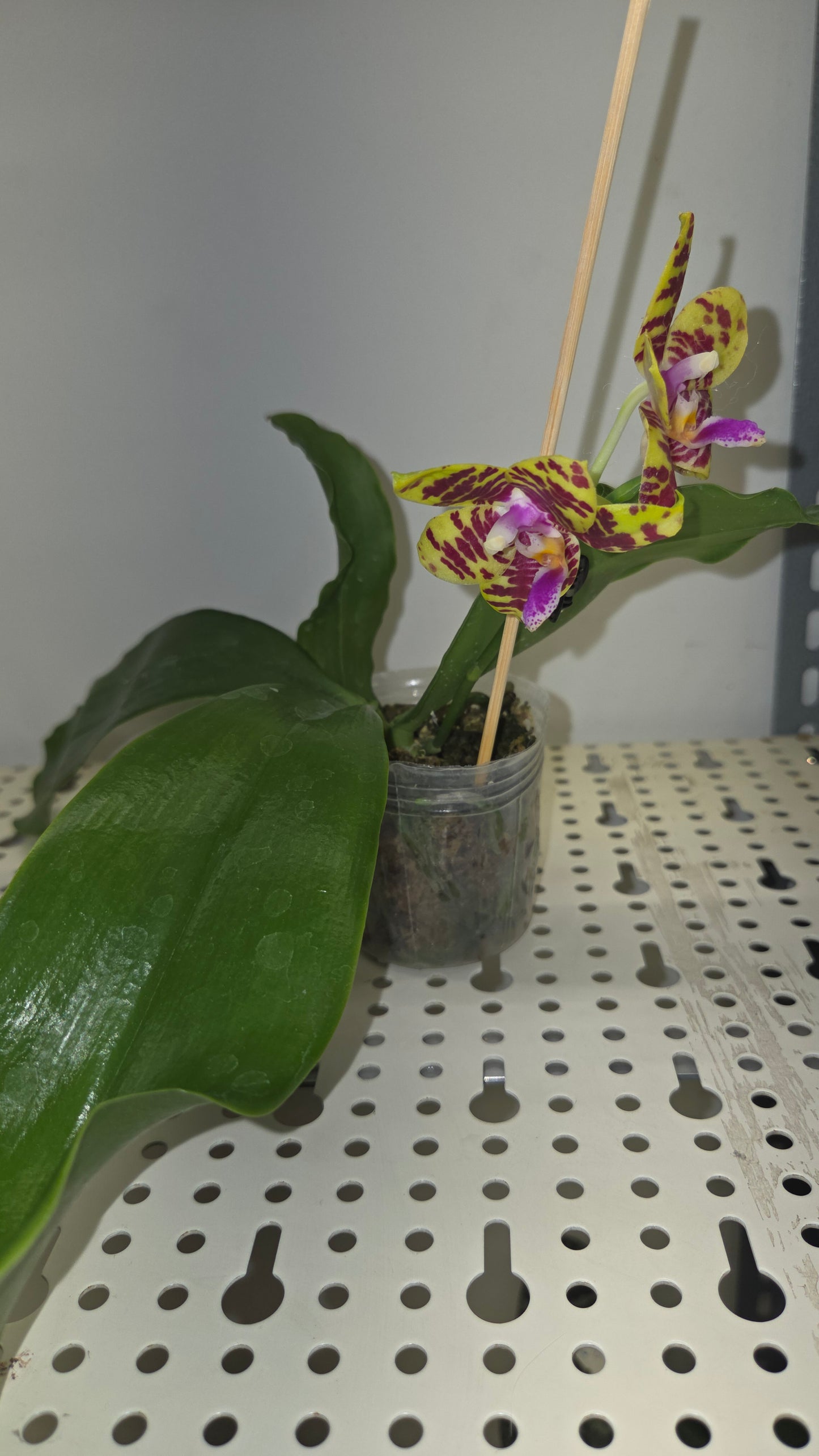 Phal. ( Hais Fox × Gelblieber ) × Zheng Min Tyrannosaurus