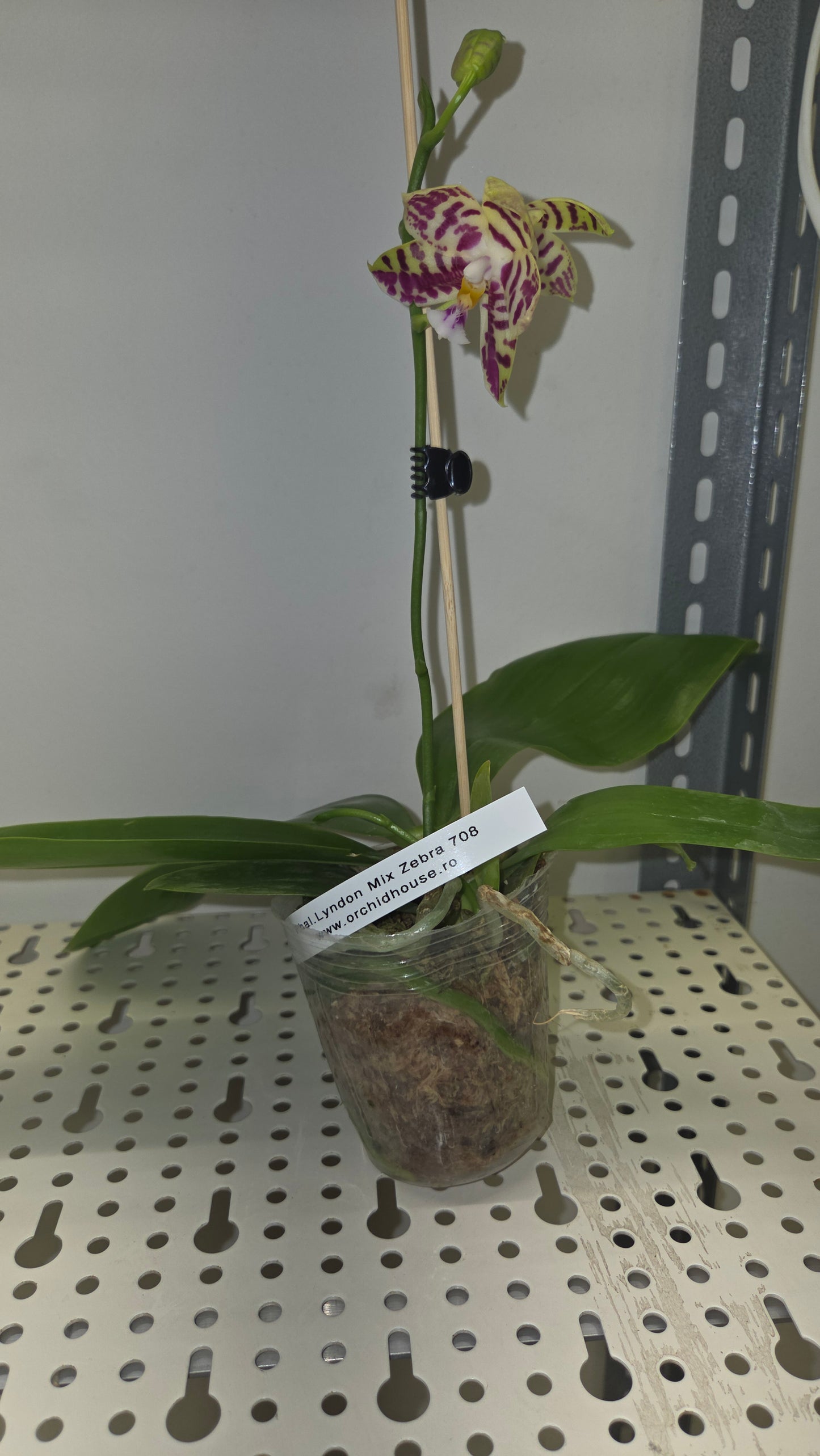 Phal. Lyndon Mix Zebra '708'