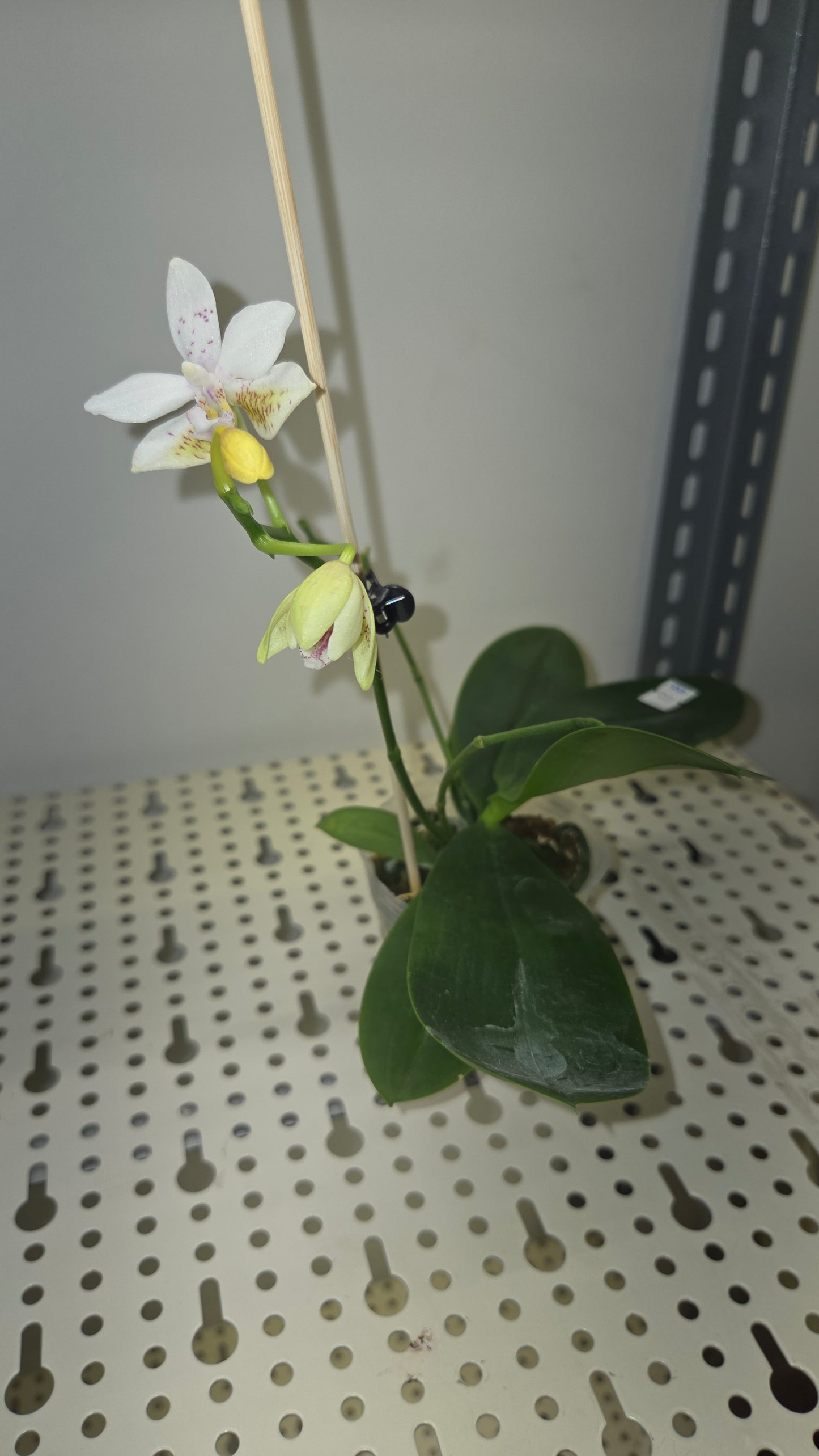 Phal. Tetra Star '3283'