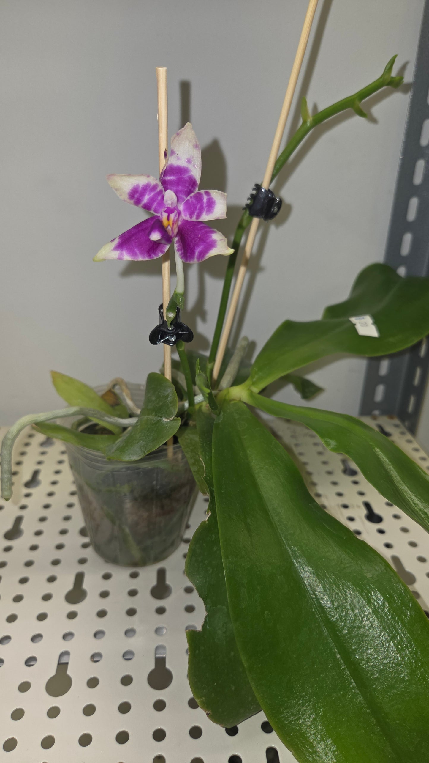 Phal. Princess Kaiulani × Germaine Vincent var. blue