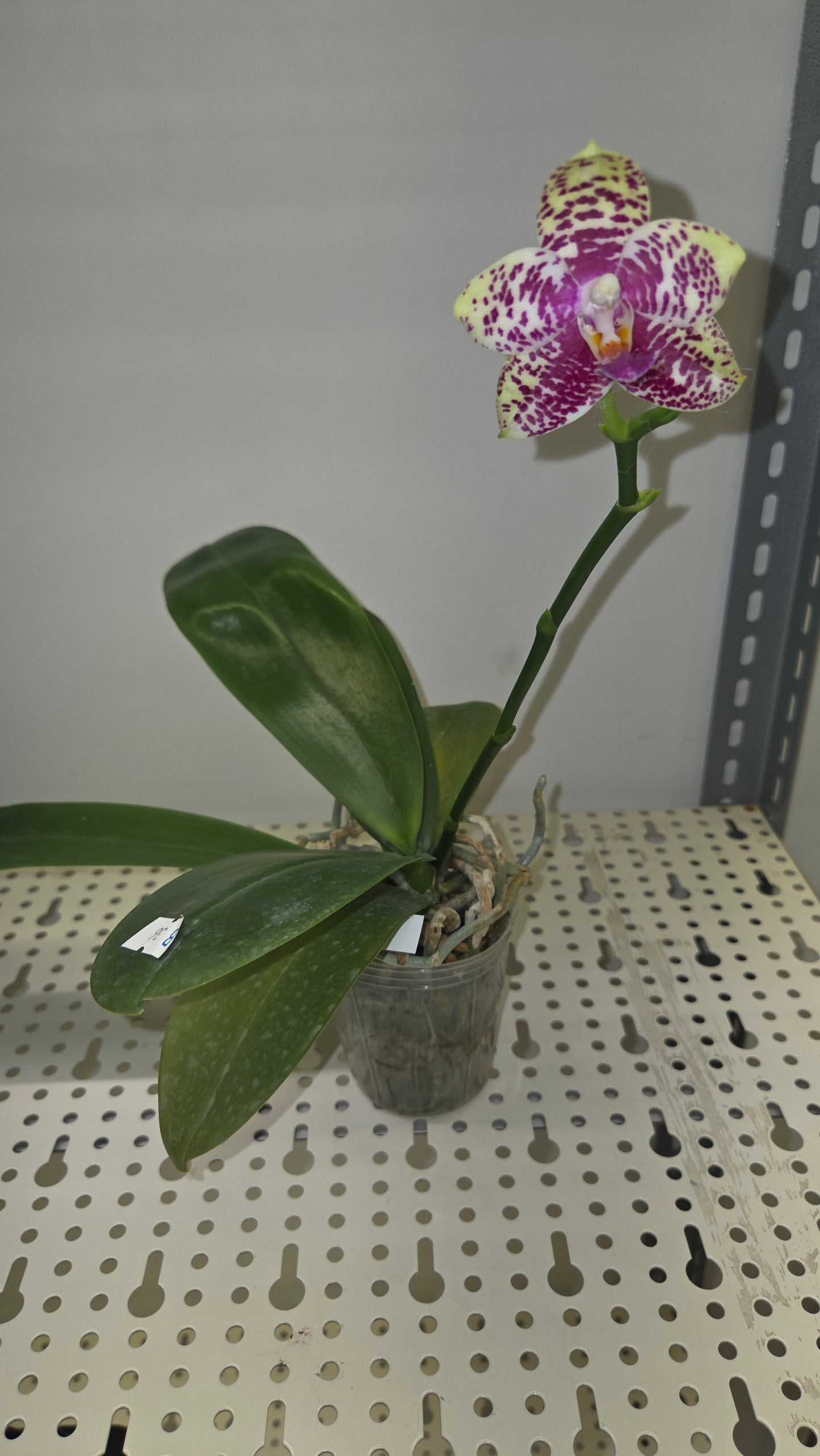 Phal. Sogo Lobby