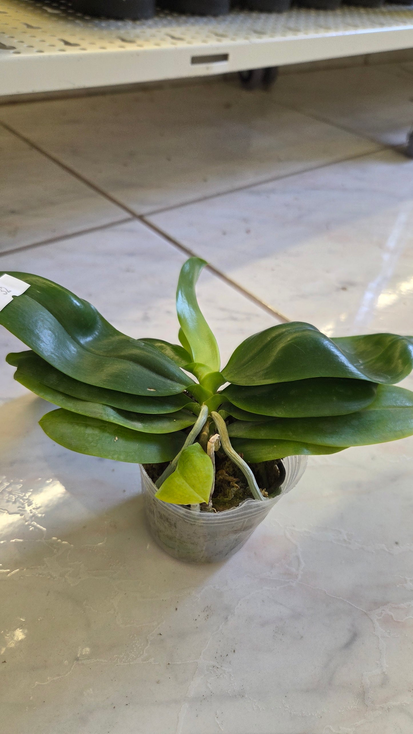 Phal. speciosa 'Big Red'