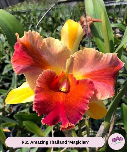 Rlc. Amazing Thailand 'Magician'