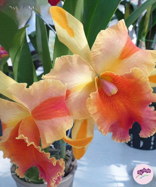 Rlc. Amazing Thailand 'Magician'