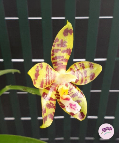 Phal. Aber Ambo 'Chartreuse'