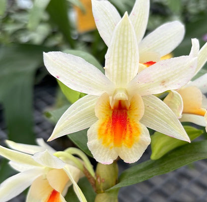 Den. Christy Dawn 'Shang Guest' AM/AOS