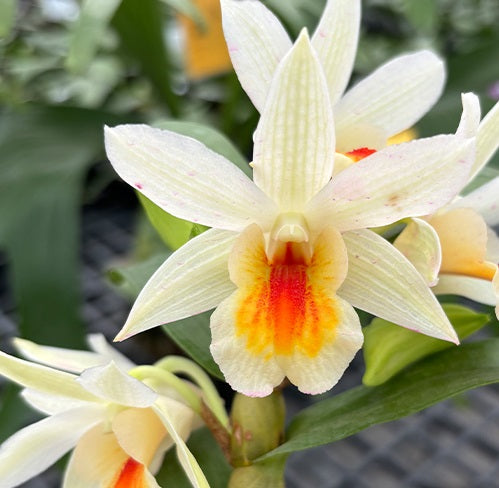 Den. Christy Dawn 'Shang Guest' AM/AOS