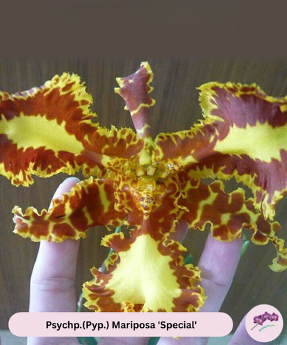 Psycho.(Pyp.) Mariposa 'Special'