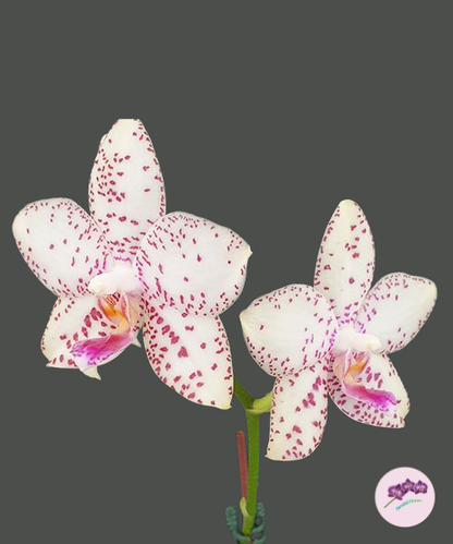 Phal. Brother Prince 'Hai Tony'