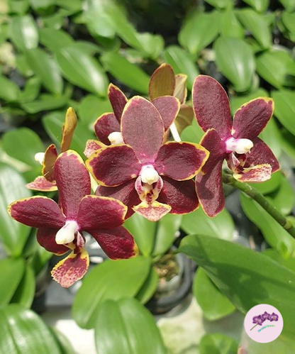 Phal. Chiada Stacy