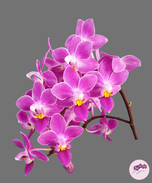 Phal. equestris 'Red'