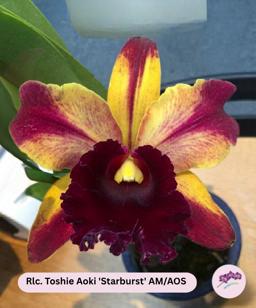 Rlc. Toshie Aoki 'Starburst' AM/AOS