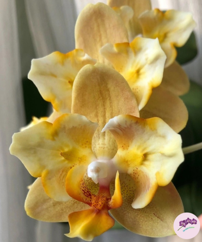 Phal. Little Emperor '3094' (peloric - 2 eyes)