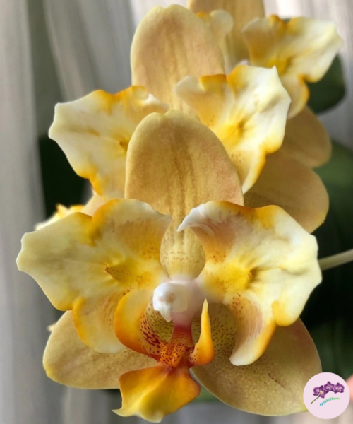 Phal. Little Emperor '3094' (peloric - 2 eyes)