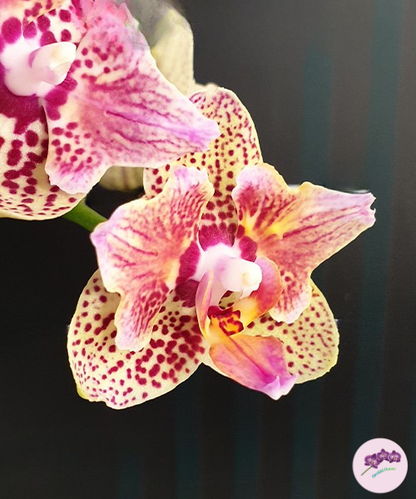 Phal. Lucky Leopard '3484' (peloric)