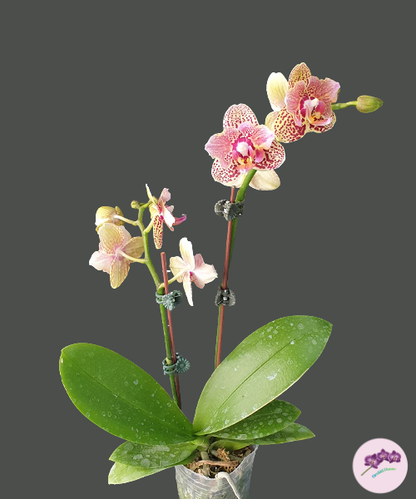 Phal. Lucky Leopard '3484' (peloric)