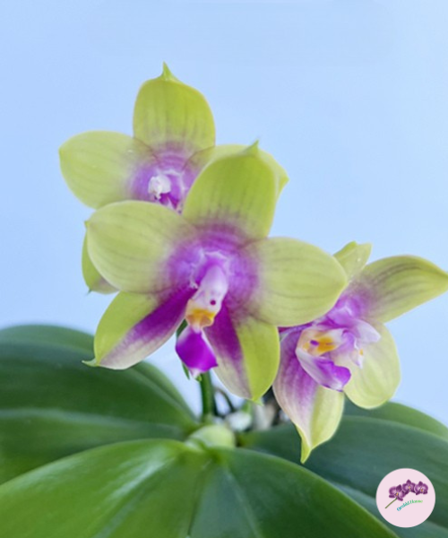 Phal. Meidarland Kaiulani '685'
