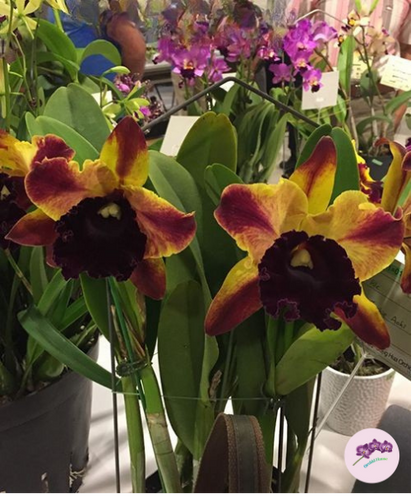Rlc. Toshie Aoki 'Starburst' AM/AOS