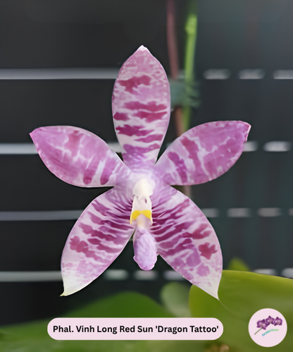Phal. Vinh Long Red Sun 'Dragon Tattoo'