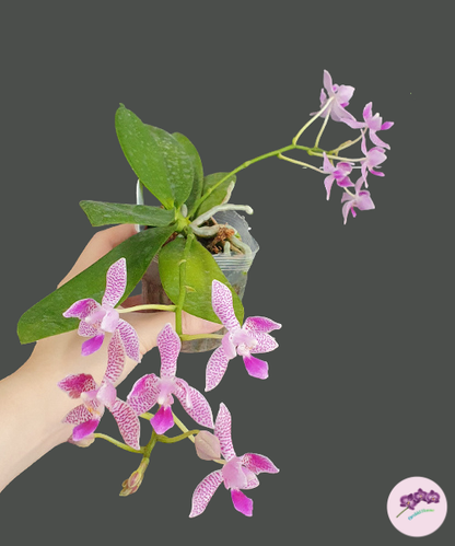 Phal. Nancy Bechtol 'La Piazza'
