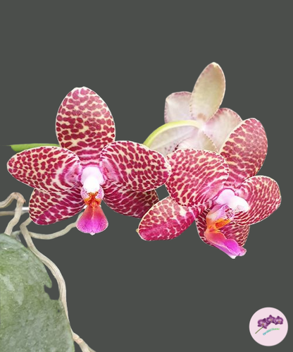 Phal. Perfection Is 'Chen'