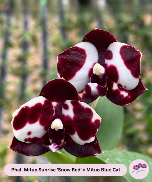 Phal. Mituo Sunrise 'Snow Red' × Mituo Blue Cat