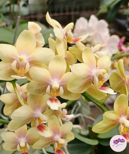 Phal. Ron-E Glamor '3202'