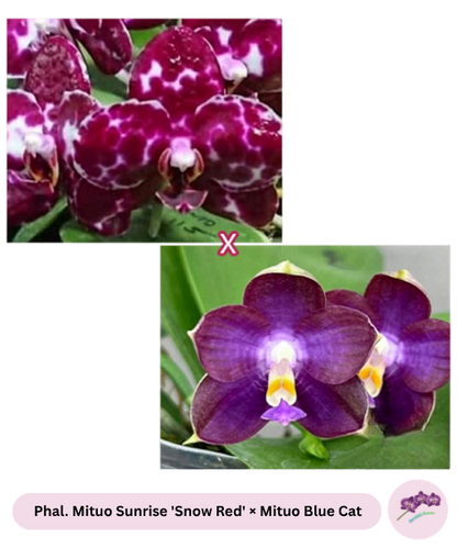Phal. Mituo Sunrise 'Snow Red' × Mituo Blue Cat